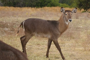 Young waterbuck