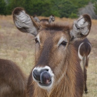 Waterbuck