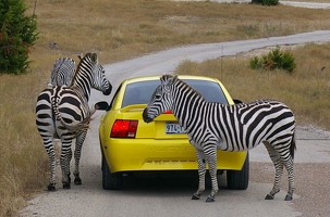 Zebra