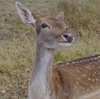 Axis deer