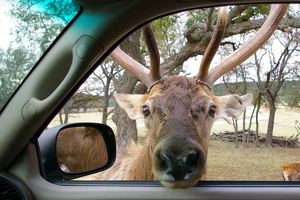 European red deer