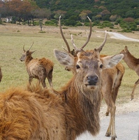 European red deer