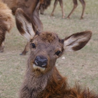 European red deer