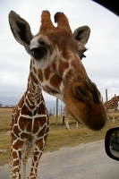 Giraffe