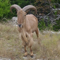 Aoudad