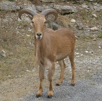 Aoudad