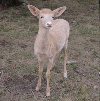 Little tan deer