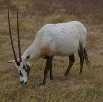 Arabian oryx