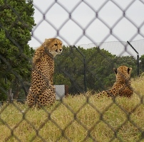 Cheetah