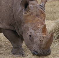 Rhino