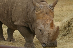 Rhino