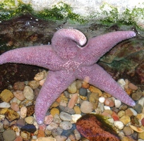 Purple starfish