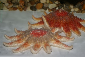 Starfish