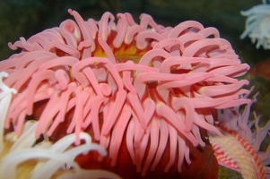 Sand rose anemone