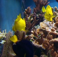 Yellow fishes