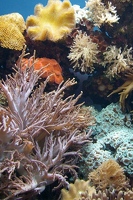 Corals