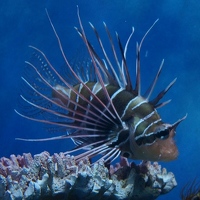 Lion fish