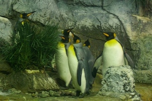 Penguins