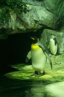 Penguins