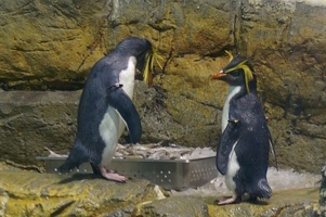 Penguins and fish