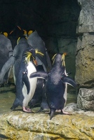 Penguins