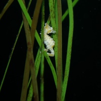 Tiny seahorse