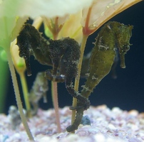 Seahorses