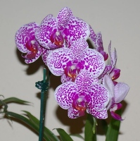 Orchid