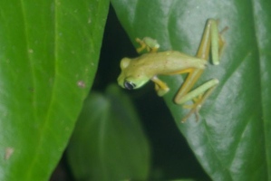 Green tree frog