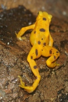 Panamanian golden frog