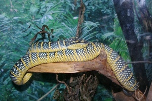 Black and yellow snake