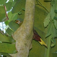 Bird in tree