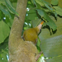 Bird in tree