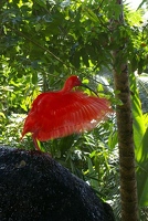 Red ibis