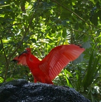 Red ibis