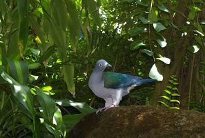 Pretty pigeon