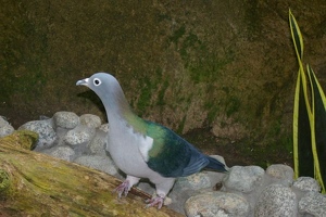 Pretty pigeon