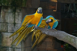 Pair of parrots