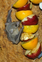 Fruit bat