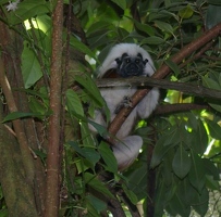 Cotton top tamarin