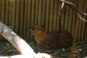 Chevrotain