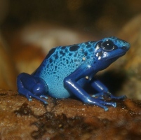 Blue poison dart frog