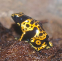 Yellow banded poison dart frog