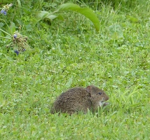 Hispid Cotton Rat