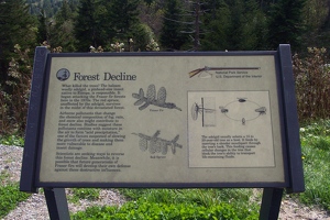 Why all the dead trees?