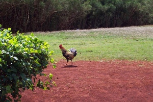 Rooster