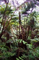 Rainforest