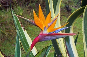 Bird of paradise flower