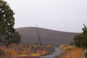 Tree at Devastation Trail