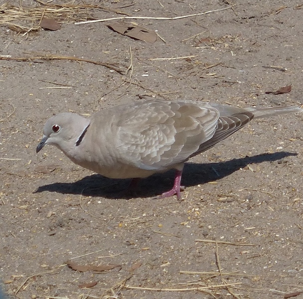 I'm sure this bird is nothing special to the folks who live there, but it's just different enough from our usual white-winged doves to be interesting to me. Ringed turtle dove